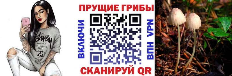 blacksprut онион  Лагань  Галлюциногенные грибы Psilocybe 